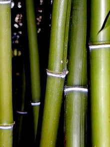 Grüne Bambusrohre